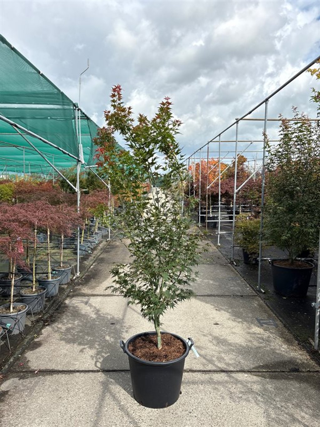 Acer pal. 'Sazanami' - C50 175-200 CM